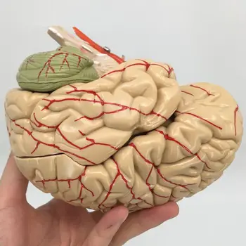 Медицинский реквизит, модель из 8 частей, анатомическая Точная модель человеческого мозга, анатомическая структура для медицинского учебного пособия